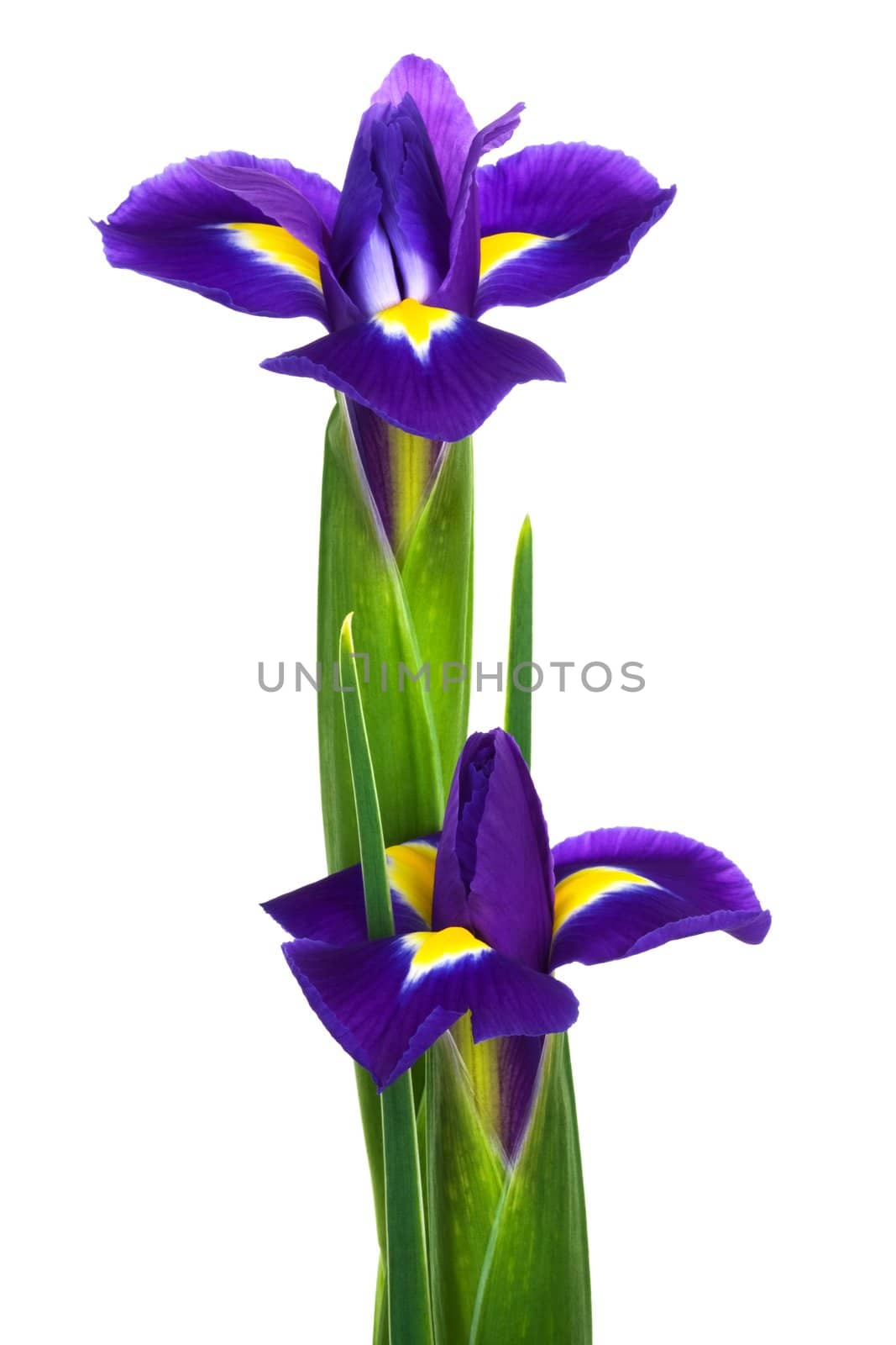 blue flowers by terex