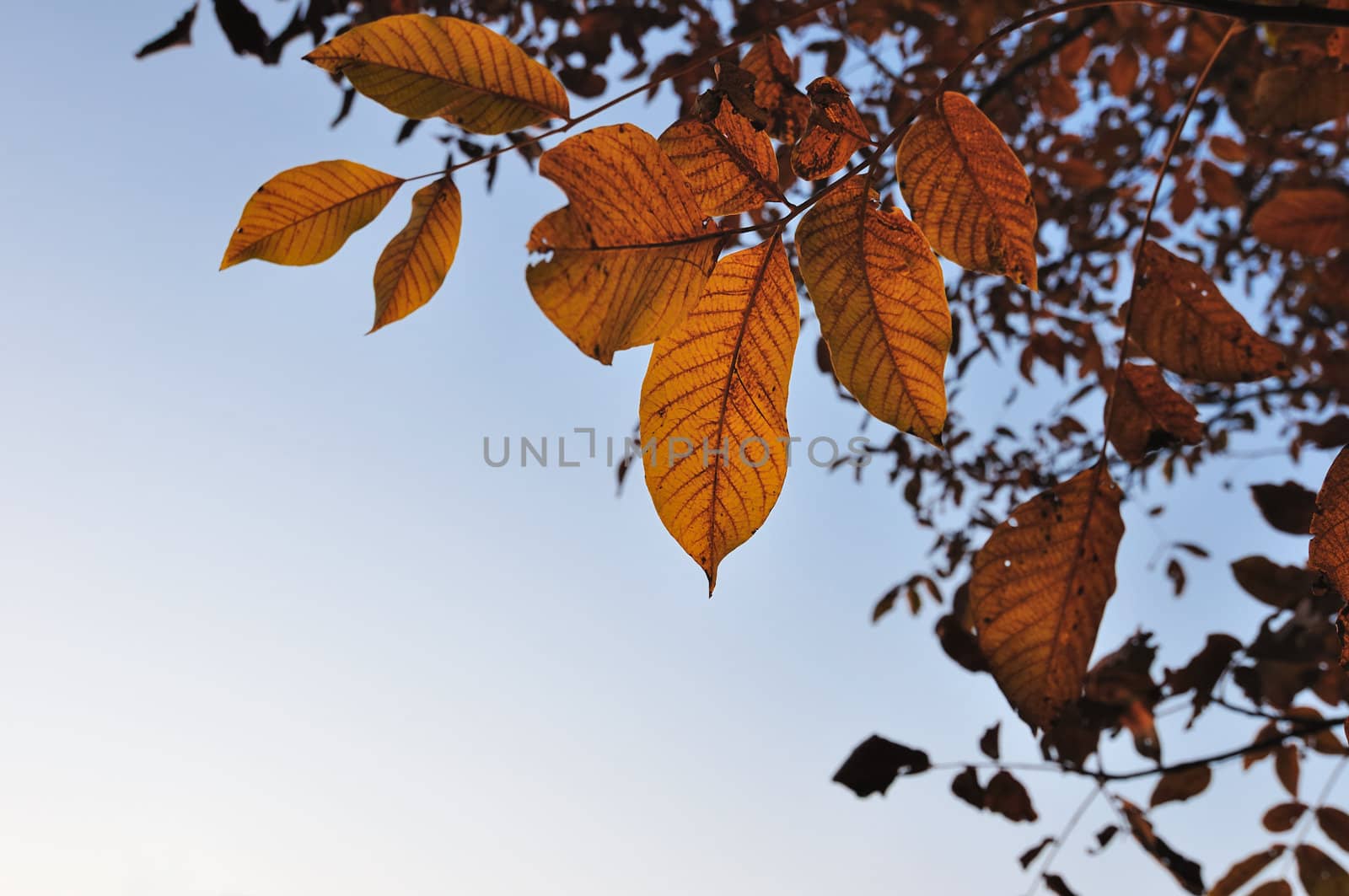 Fall leaves on tree with bright sky behind