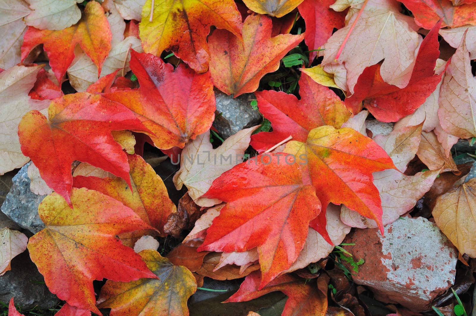 Fall leaves by zagart36