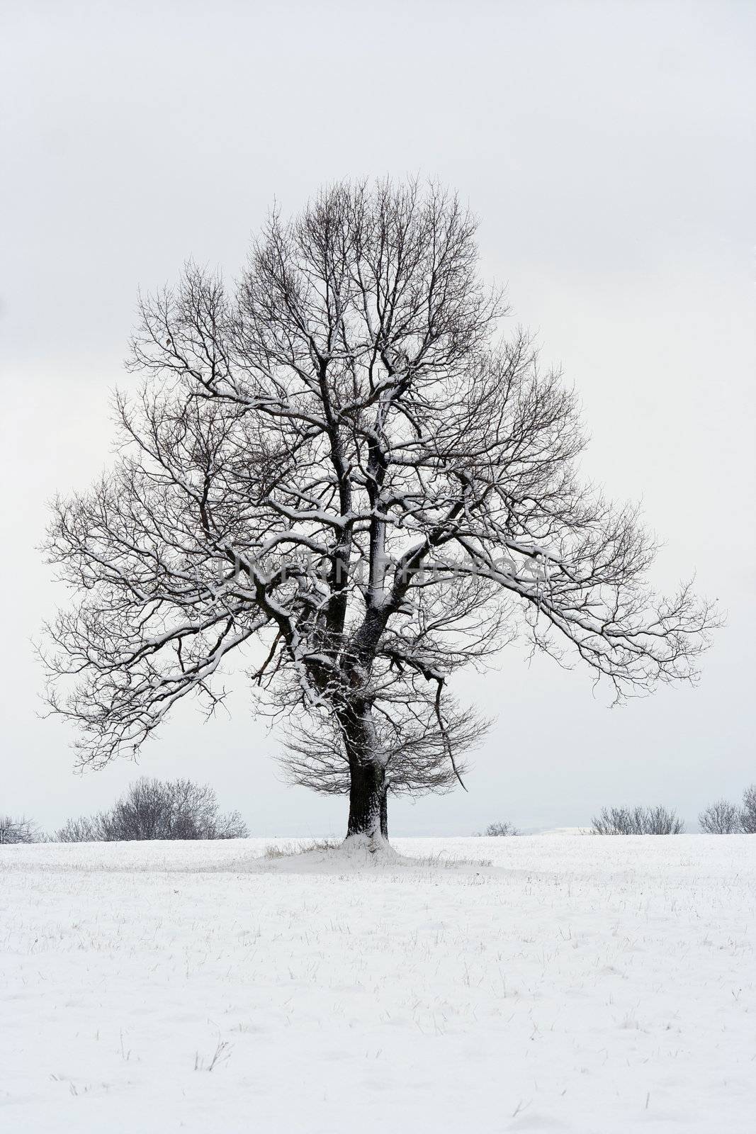 Shot of a solitary tree in winter