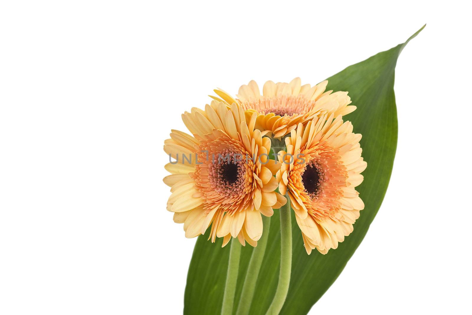 bunch of orange gerbera daisies