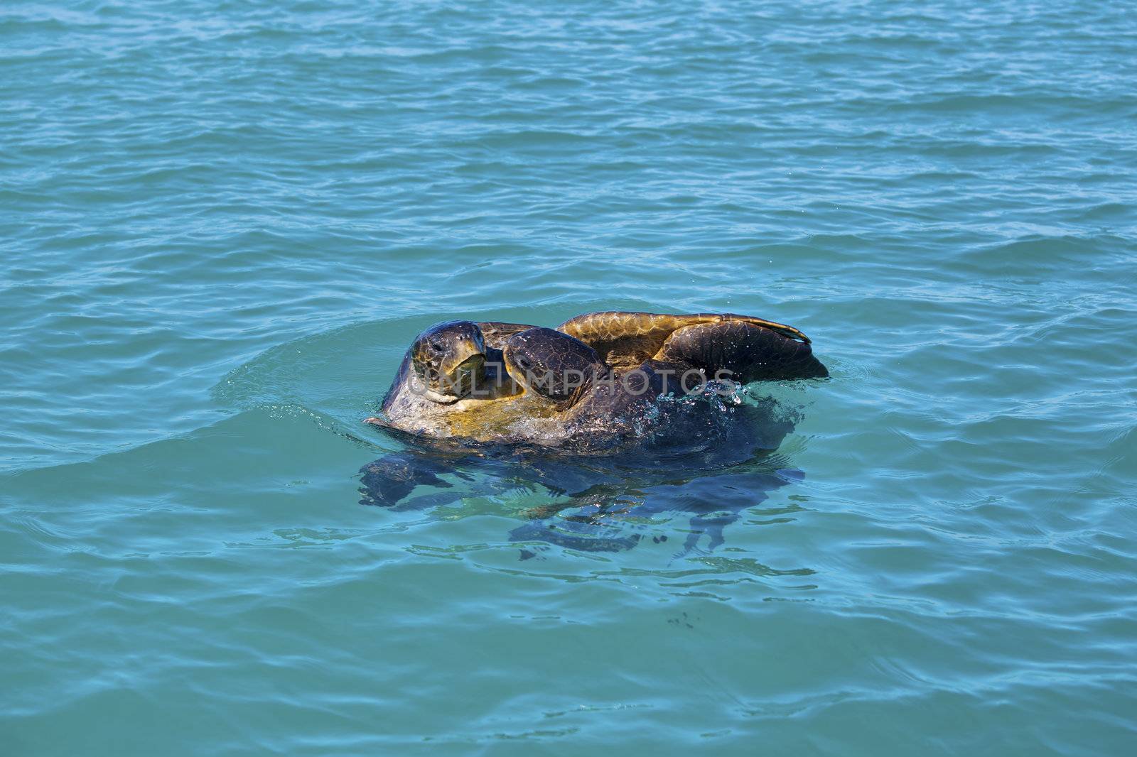 Mating sea turtles by kjorgen