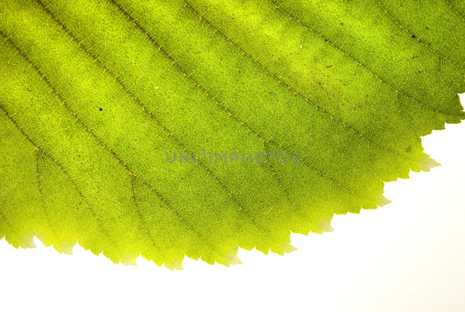 Green leaf by Arsen