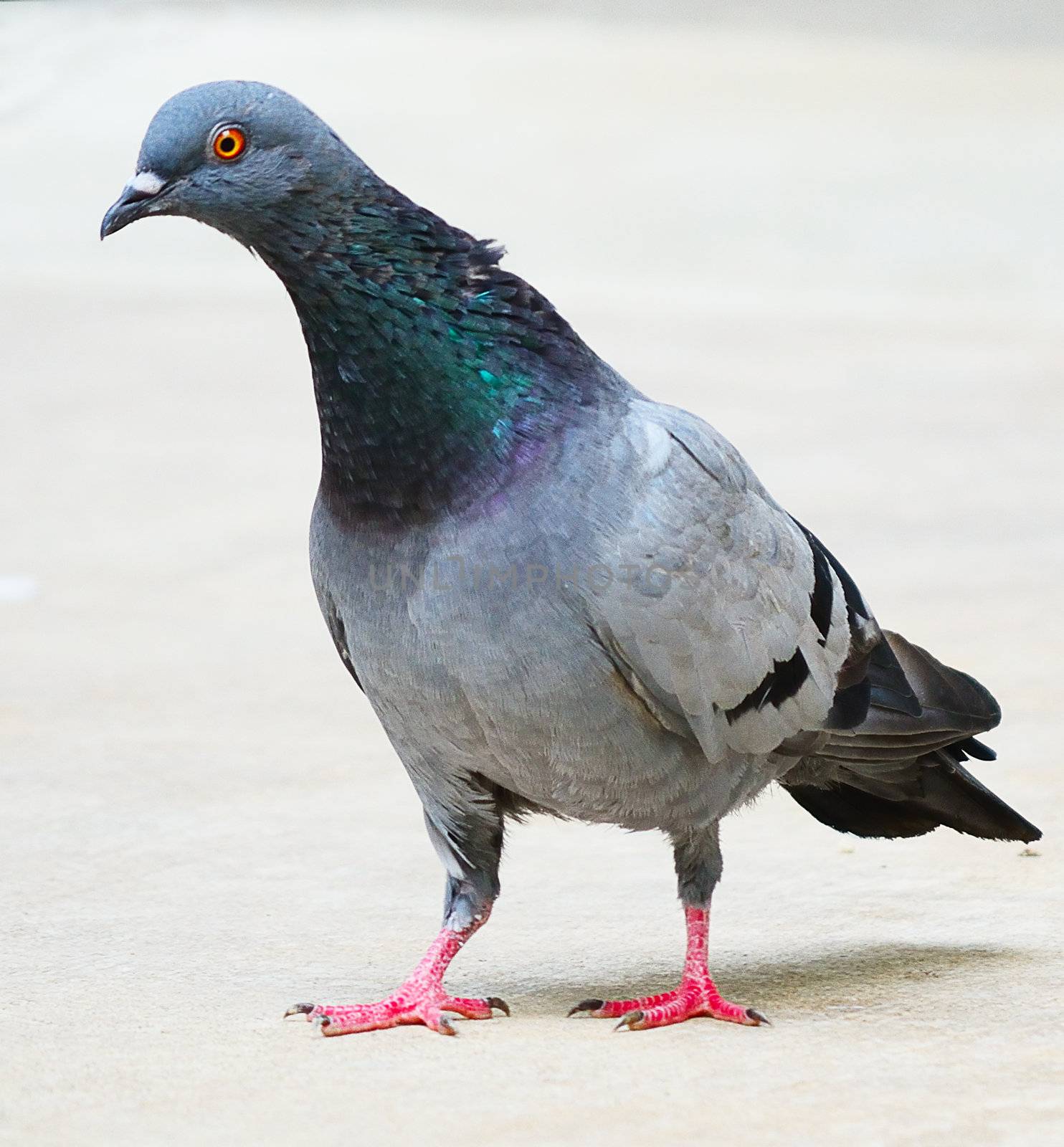 pigeon by Soonwh