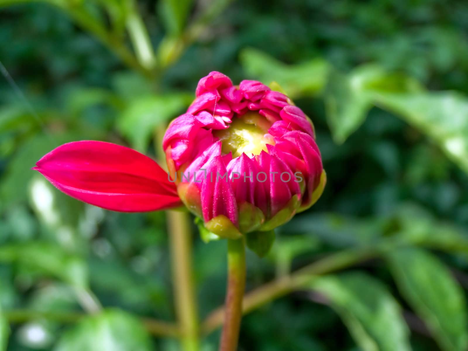young dahlia on green background
