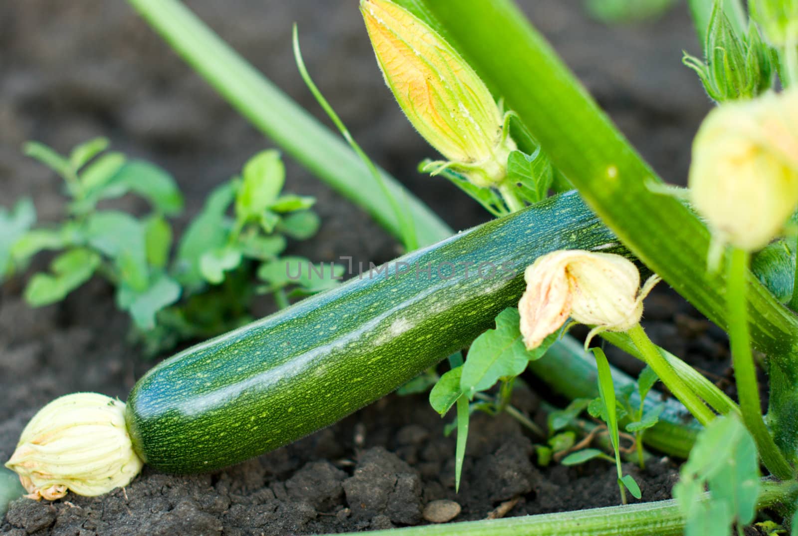 Closeup view of mature zucchini