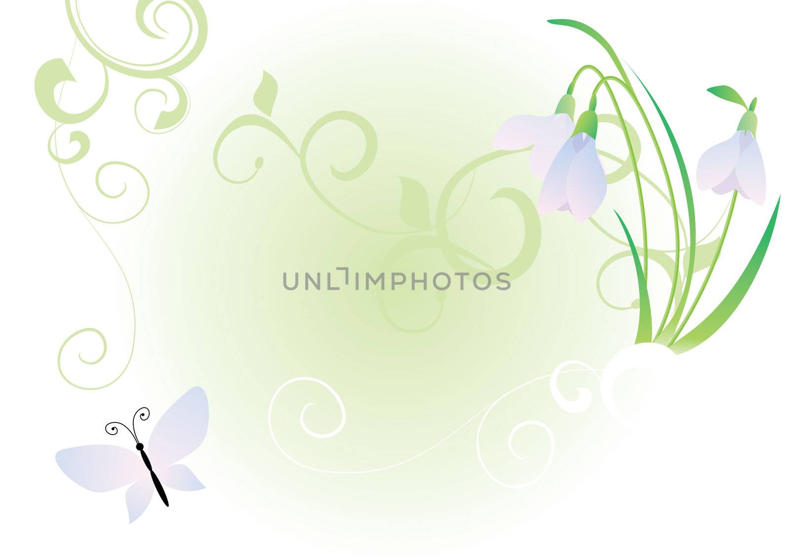 snowdrops and butterfly vector image