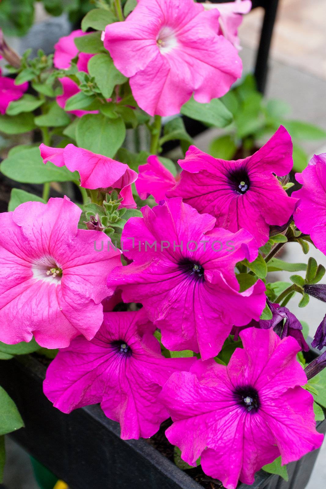 Petunia is a widely cultivated genus of flowering plants of South American origin