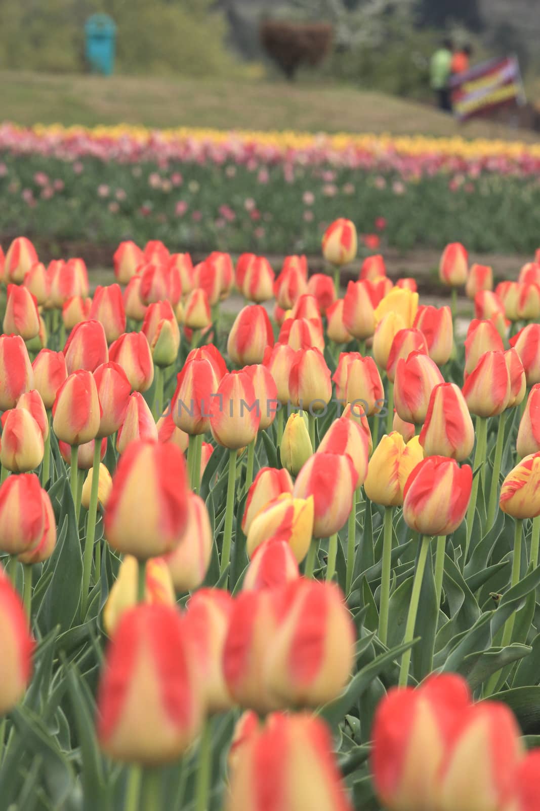 Colorful tulips garden in Srinagar, Kashmir, India. by jame_j@homail.com