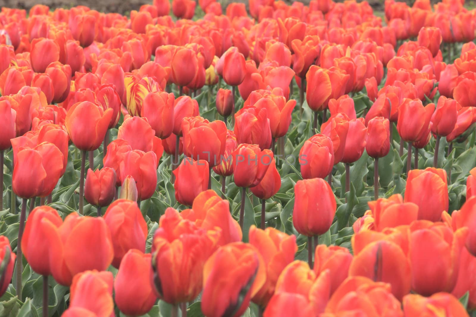 Colorful tulips garden in Srinagar, Kashmir, India.