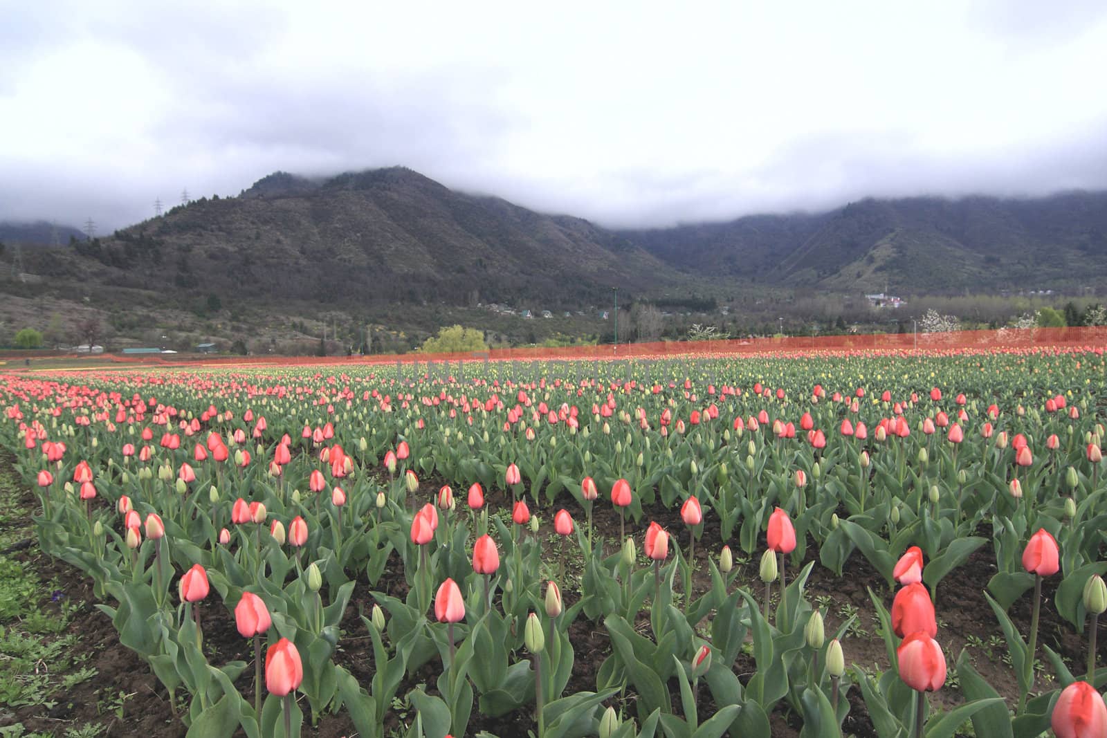 Colorful tulips garden in Srinagar, Kashmir, India.