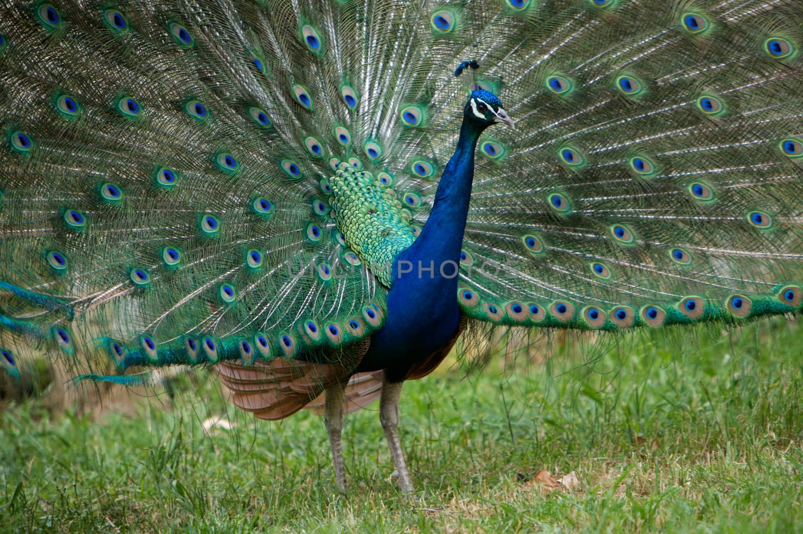 Peacock with beautiful colourful feathers