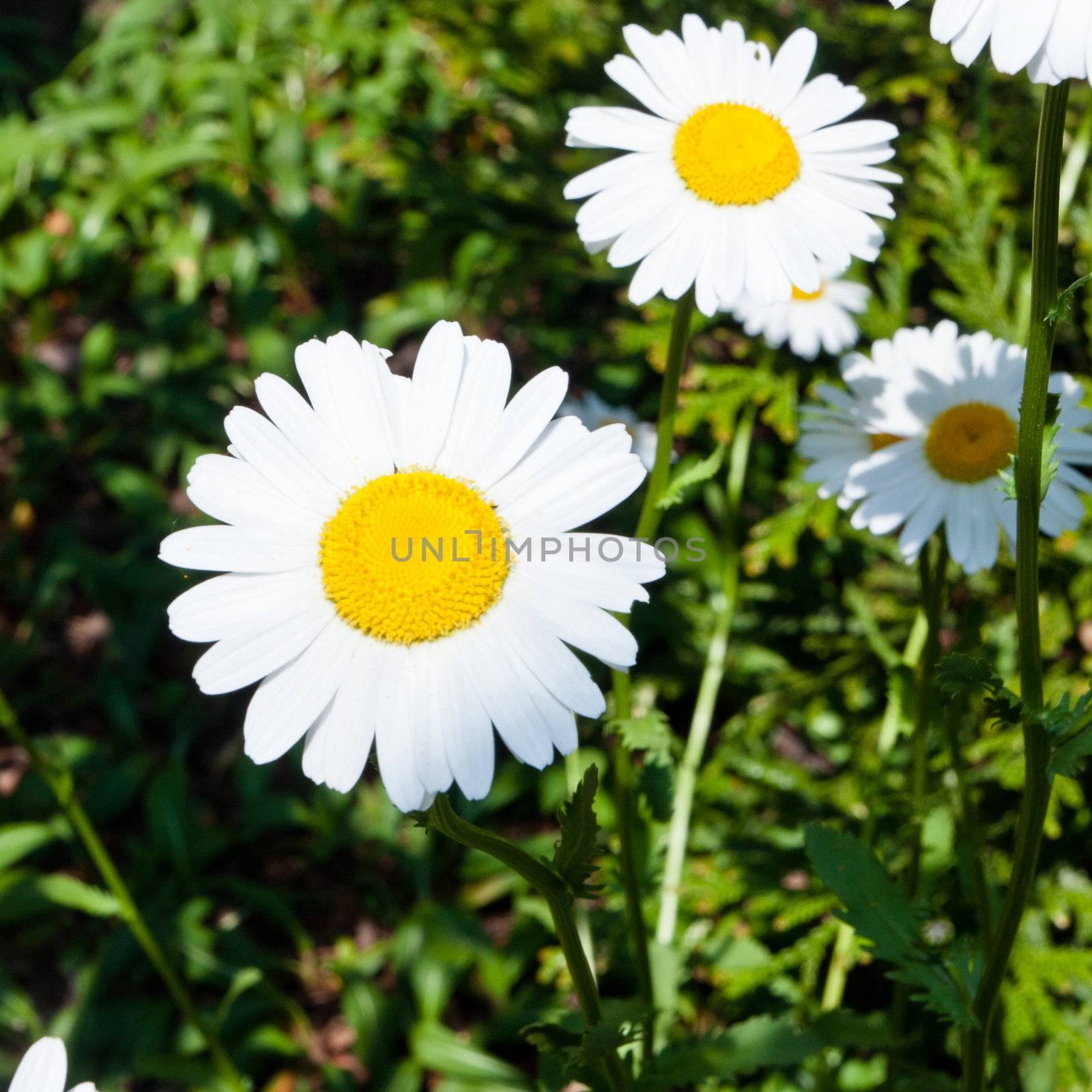 Oxeye daisy(Leucanthemum vulgare)  is a widespread flowering plant native to Europe