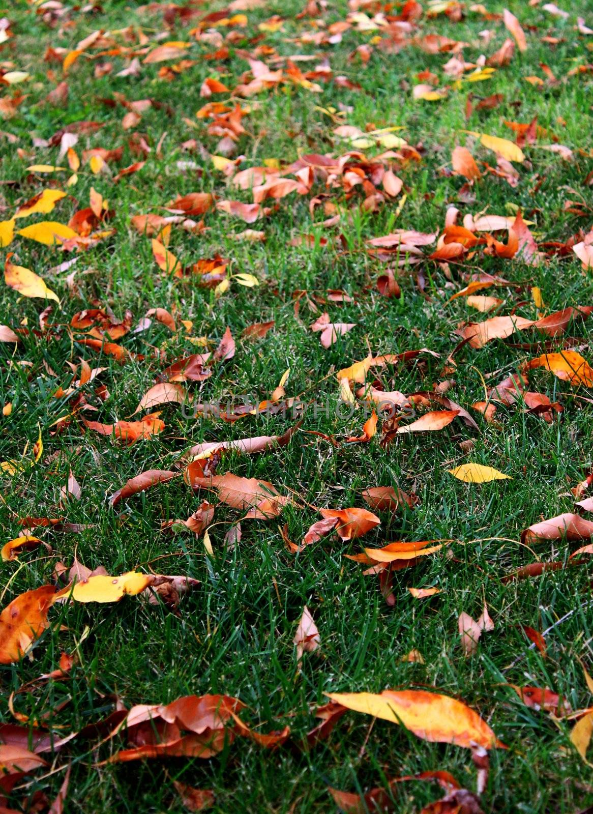 Green grass with a blanked of orange autumn leafs