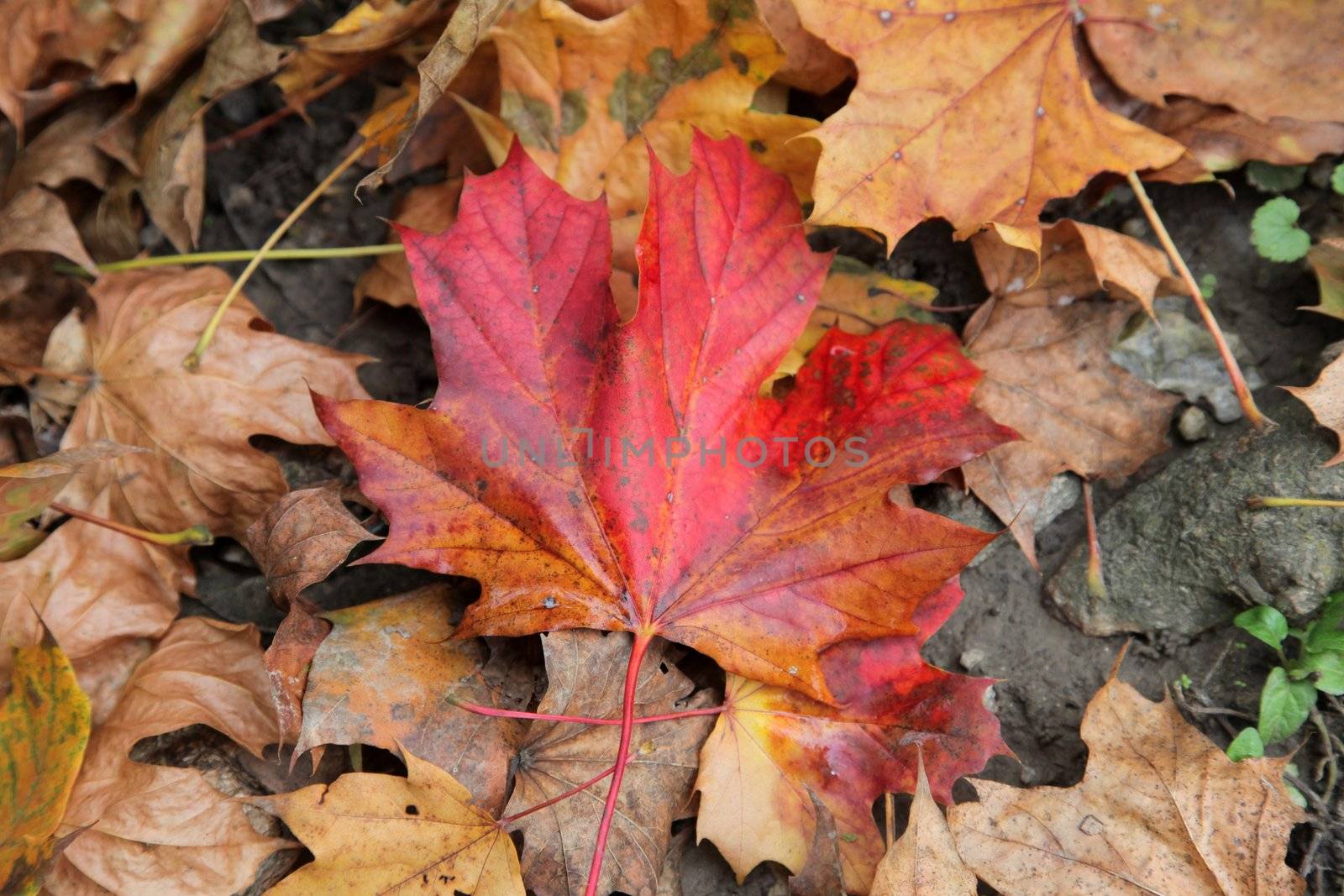 Autumn leaves