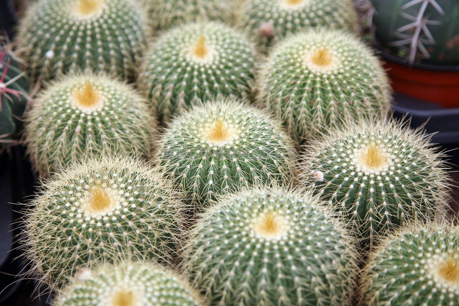 Cactus