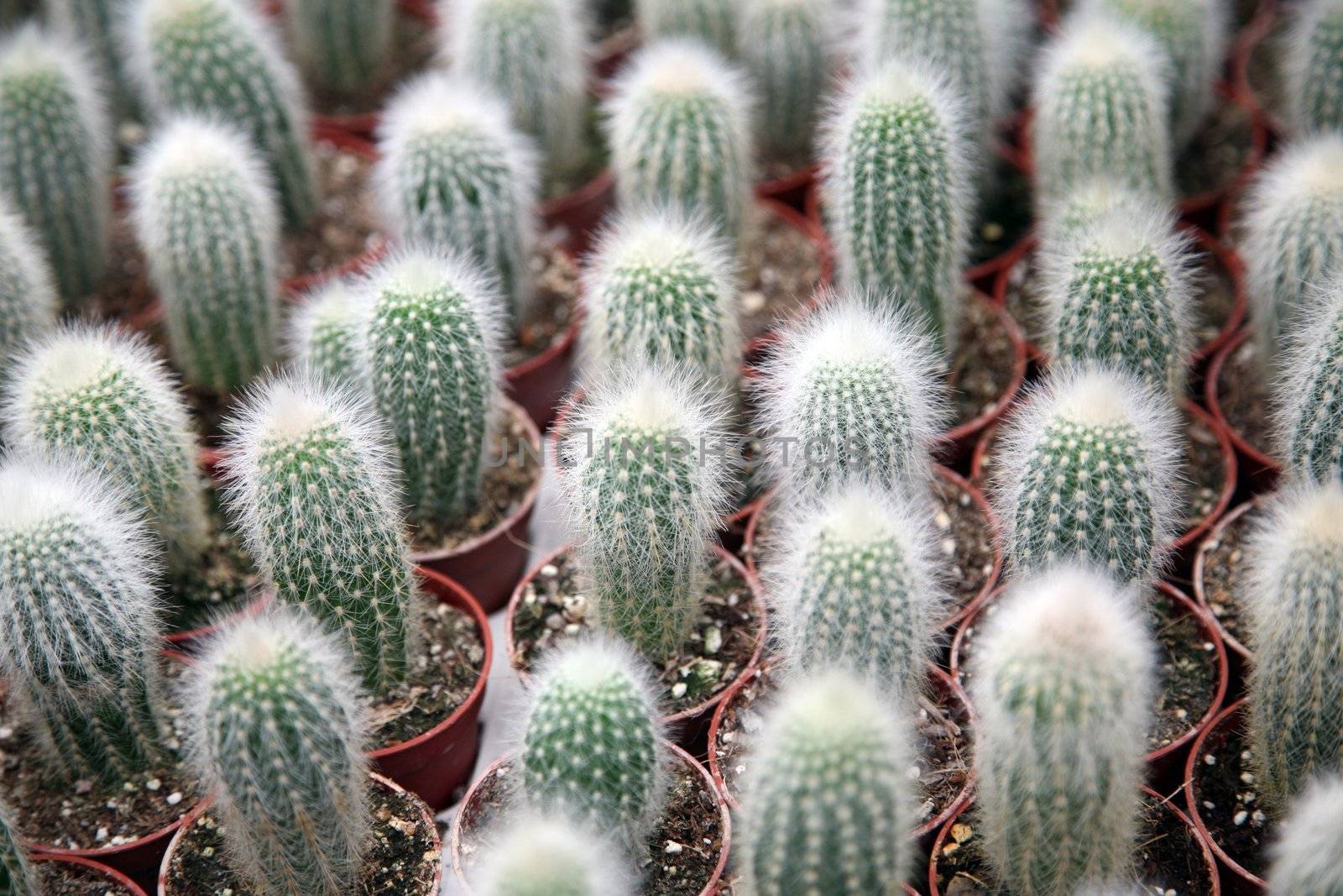 Cactus