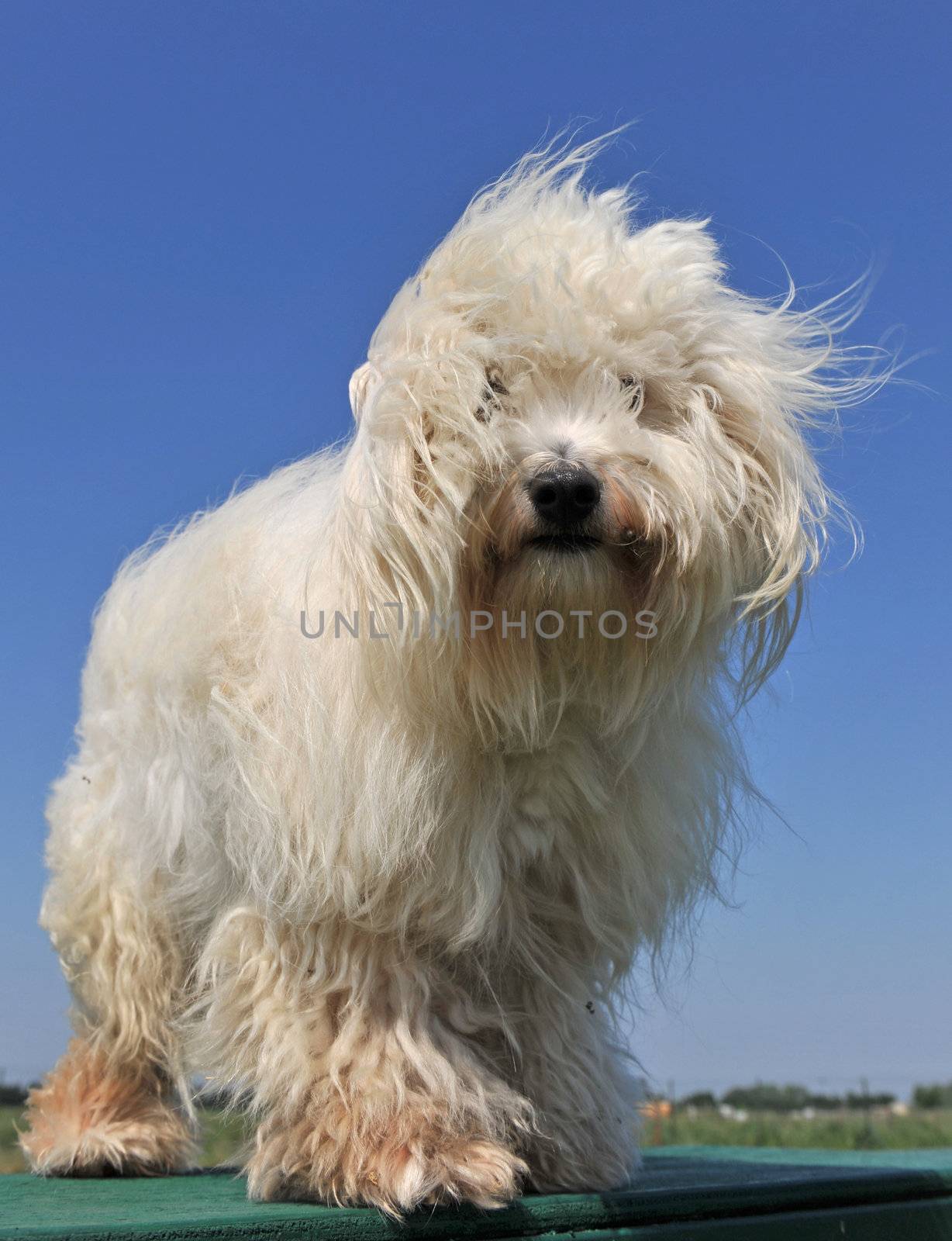 beautiful purebred maltese dog on a blue sky