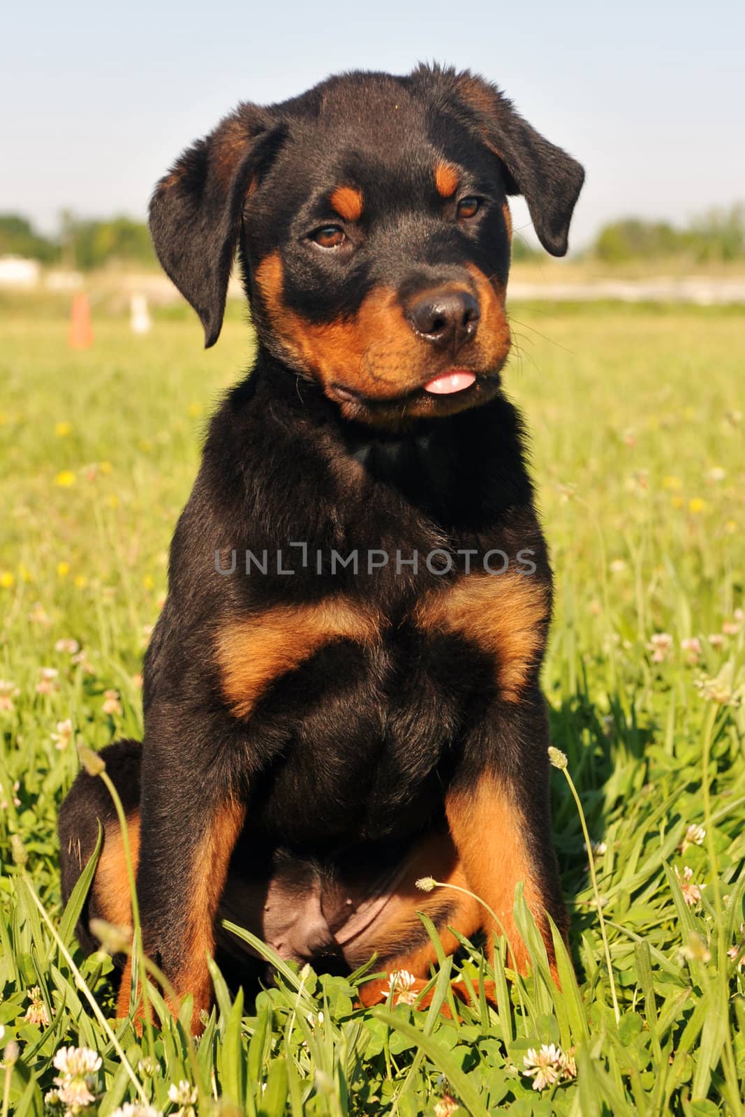 portrait of a purebred puppy rottweiler sitting in the grass