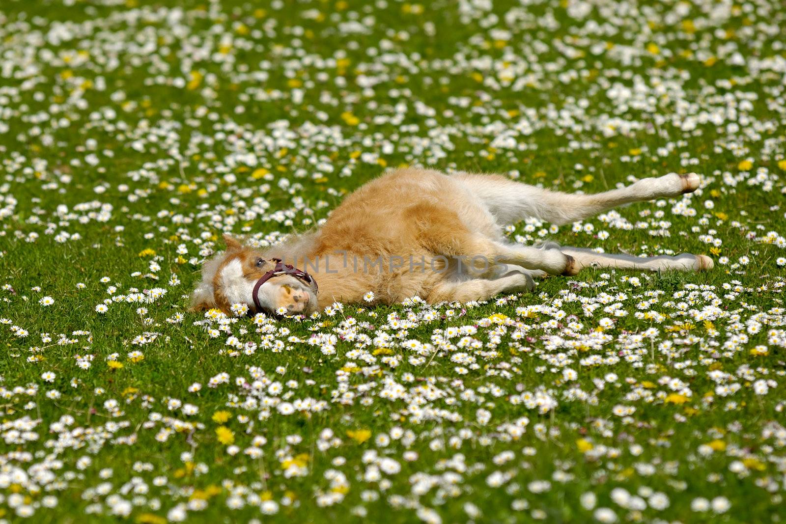 Horse foal resting on flower field by cfoto