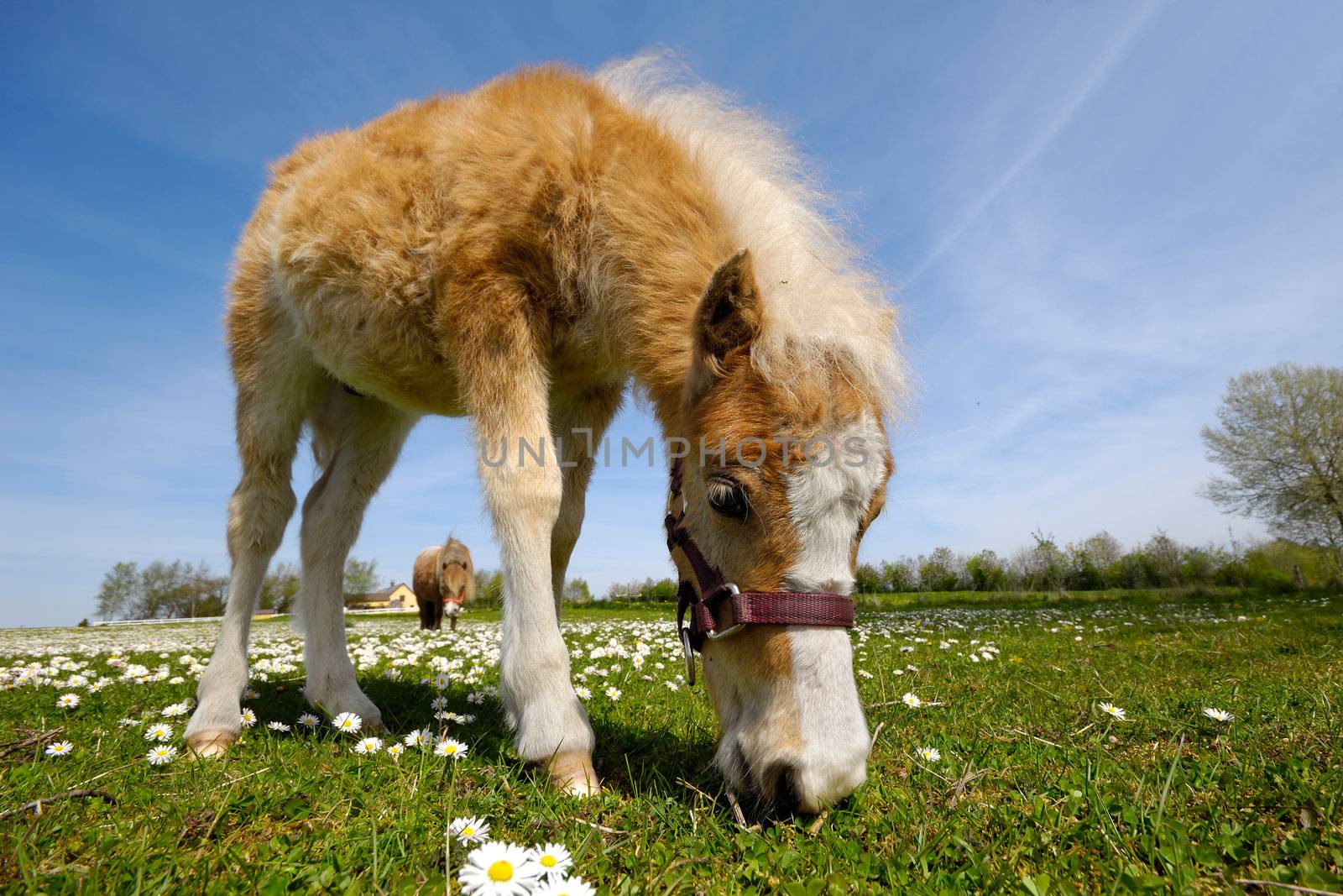 Horse foal is eating grass by cfoto