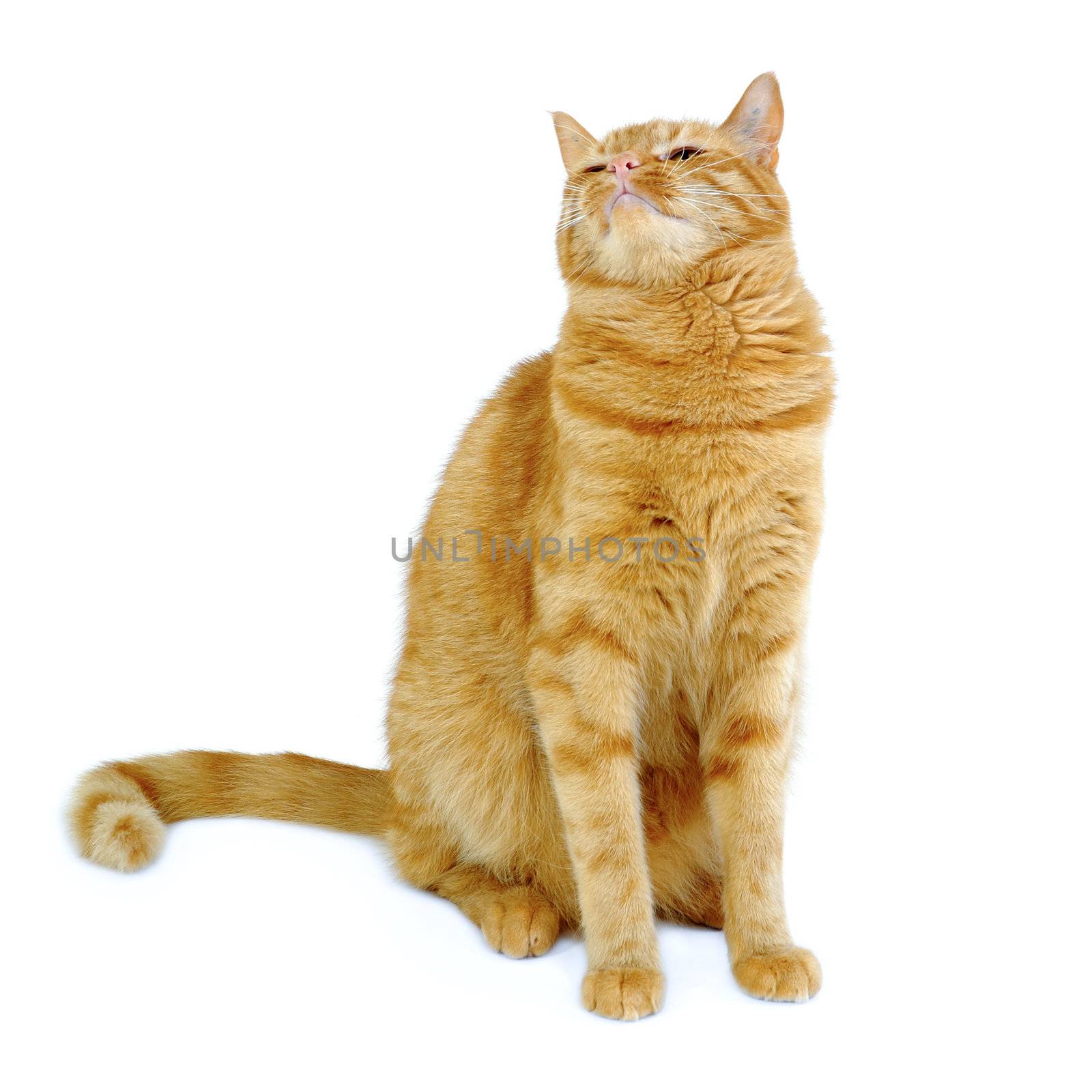 Red cat is sitting on a clean white background