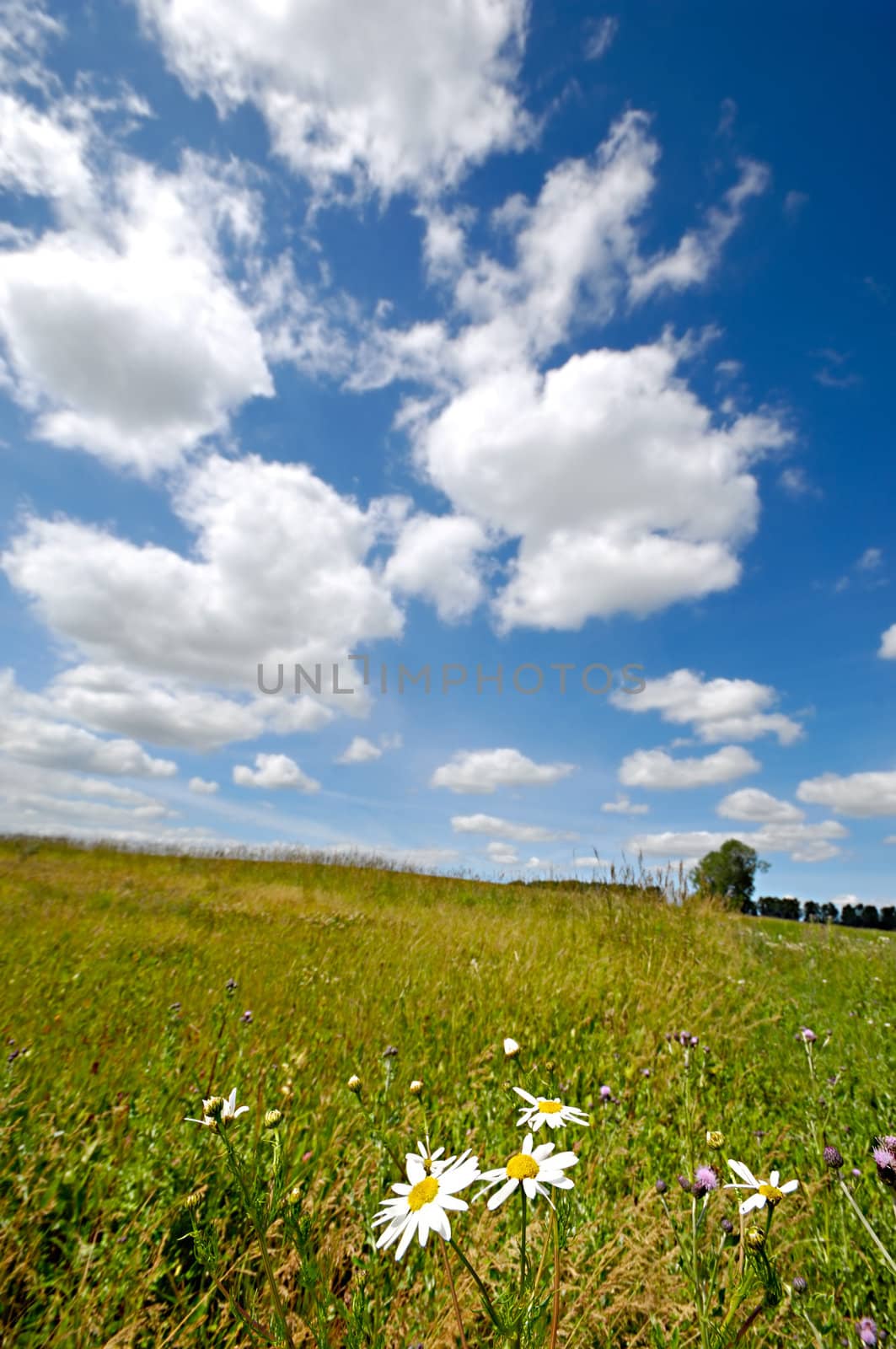 Chamomiles are growing on a green field. The sky is blue with white clouds.