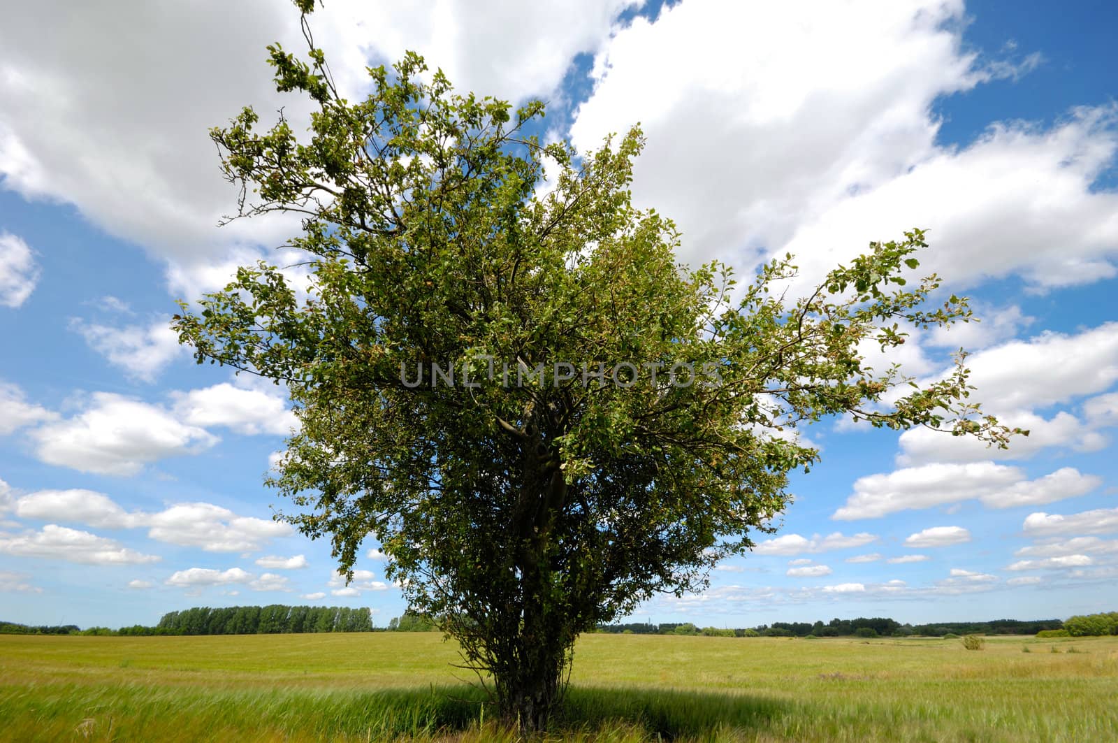 A tree is standing on a corn field.