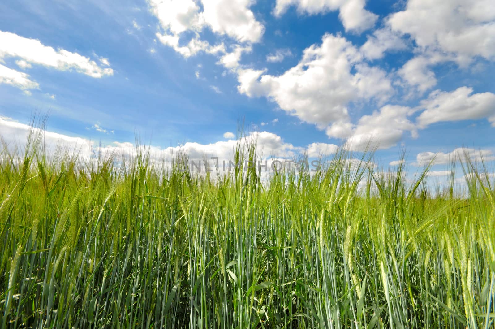 A corn field and blue and cloudy sky