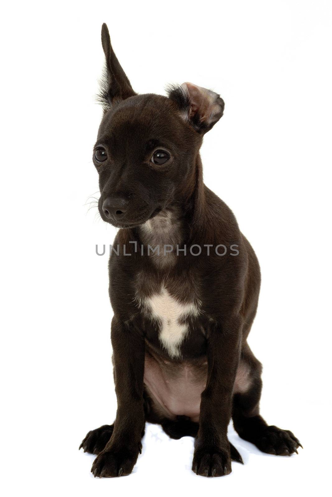 Sweet puppy dog on a clean white background.
Mix of a miniature pincher and a chihuahua.
