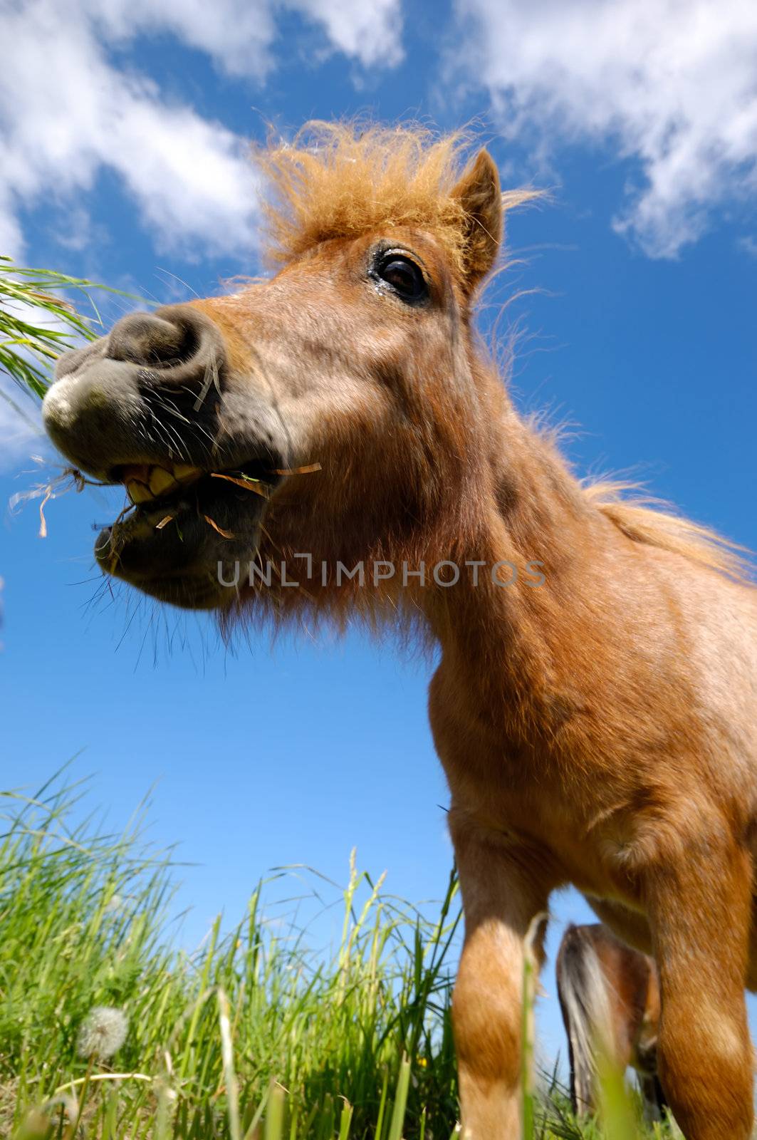 A sweet young horse is eating green grass