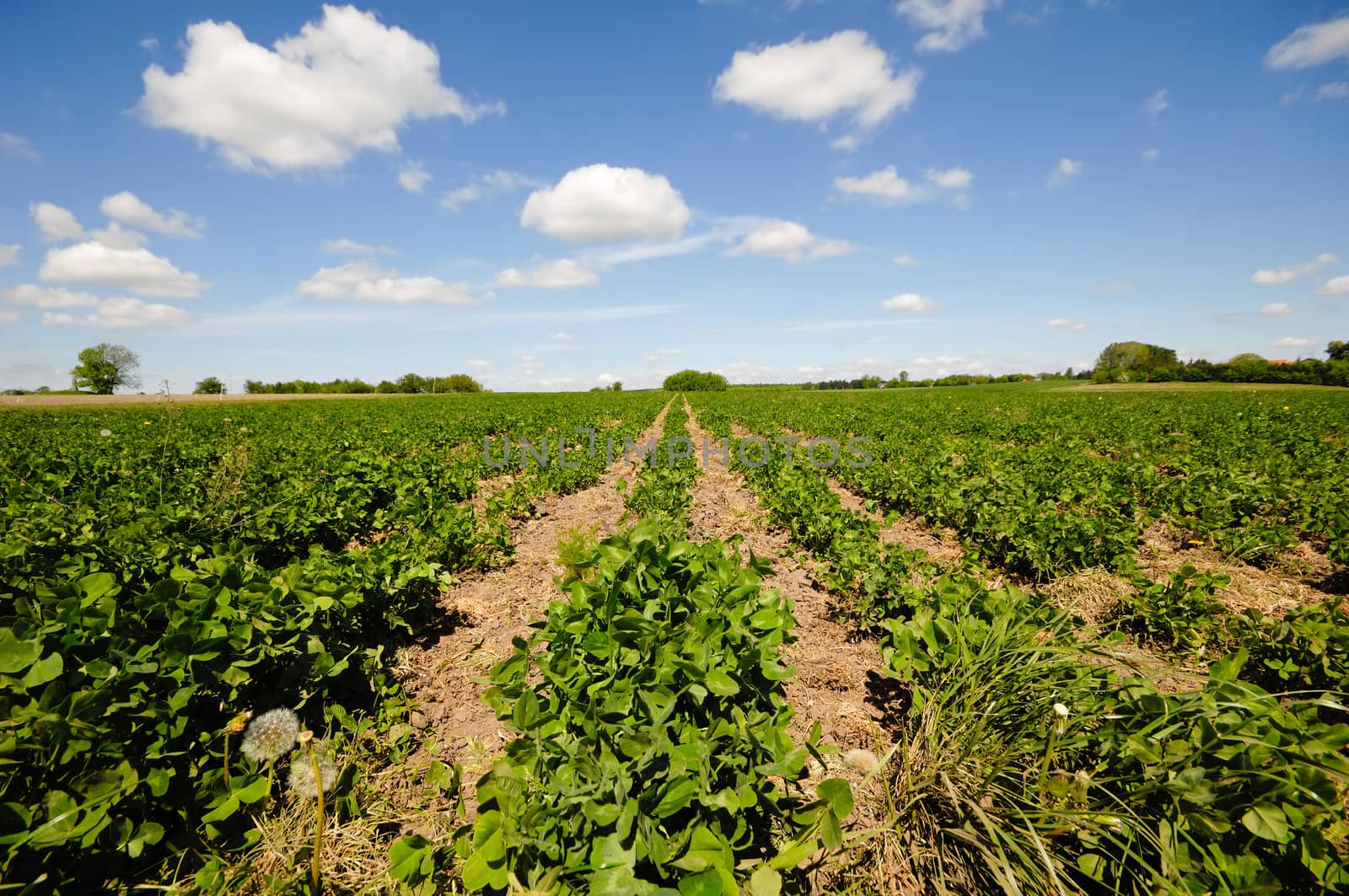 Rows of plants by cfoto