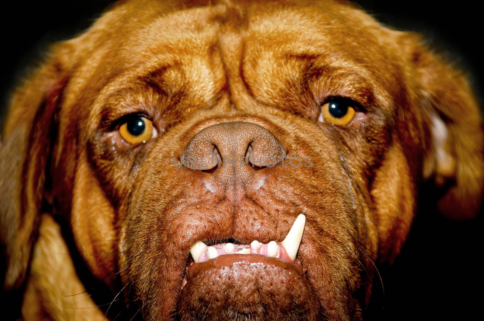 Face of a dog with long teeth