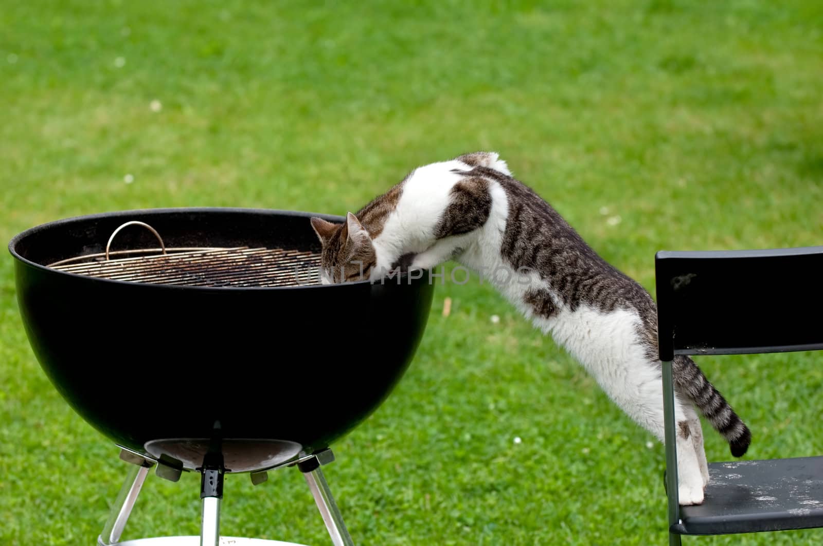 A hungry standing on chair reaching a grill