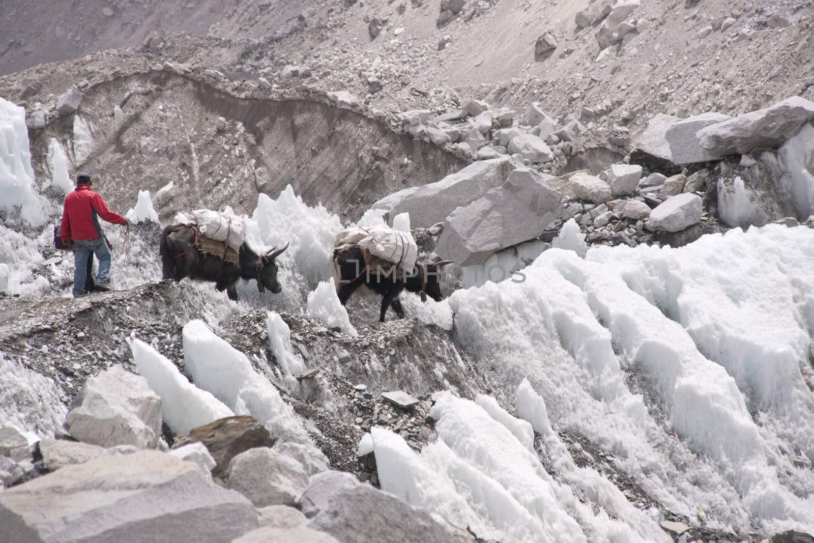 Man and yaks loaded with supplies walking across the ice of the Khumbu glacier on the way to Everest Base Camp in Nepal