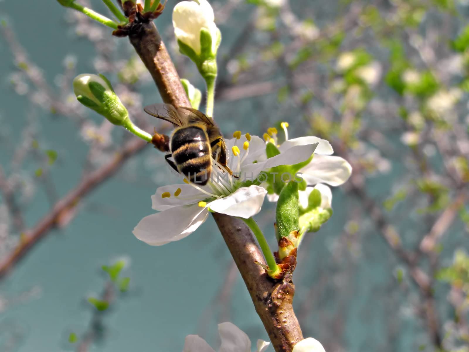 bee on flower of the cherries