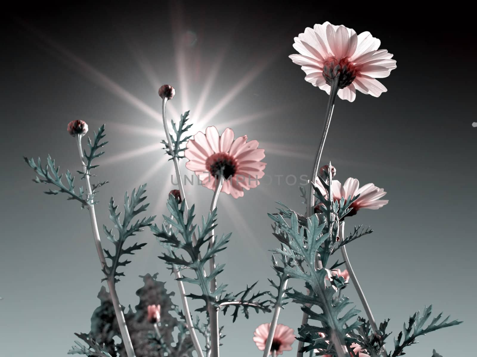 flower chrysanthemum on blue background