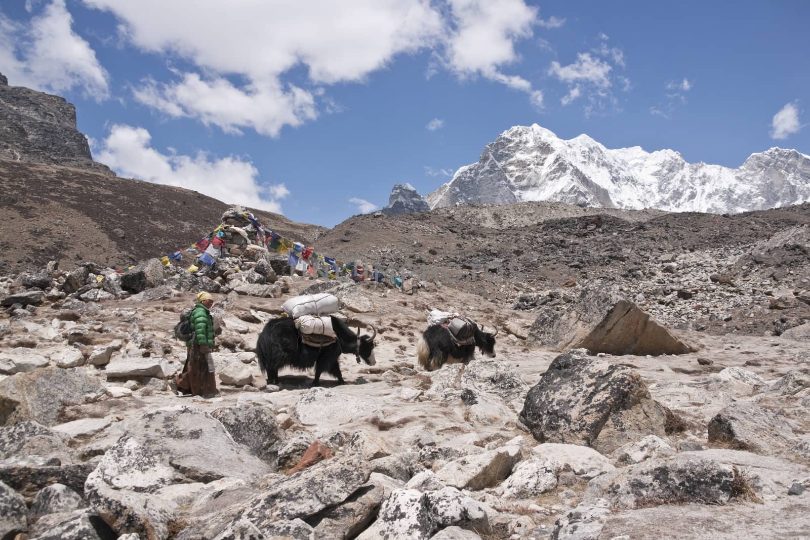 Nepalese woman and yaks loaded with supplies heading through mountain scenery to Everest Base Camp in Nepal.