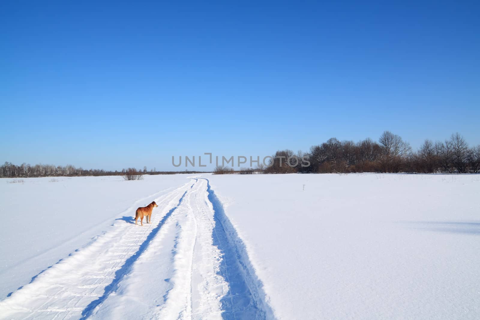 redhead dog goes on snow