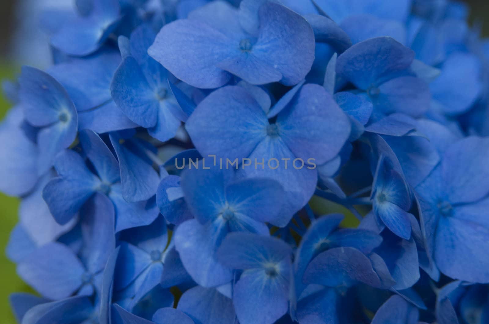 Native Flowers of Oregon