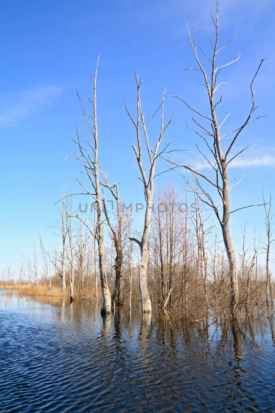 dry tree amongst spring flood