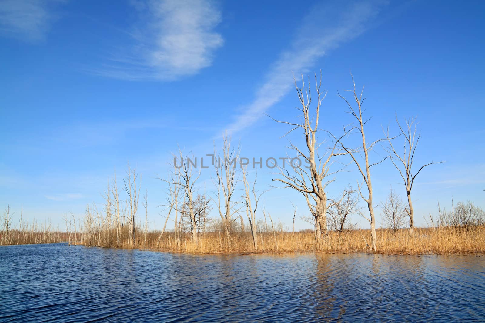 dry tree amongst spring flood by basel101658