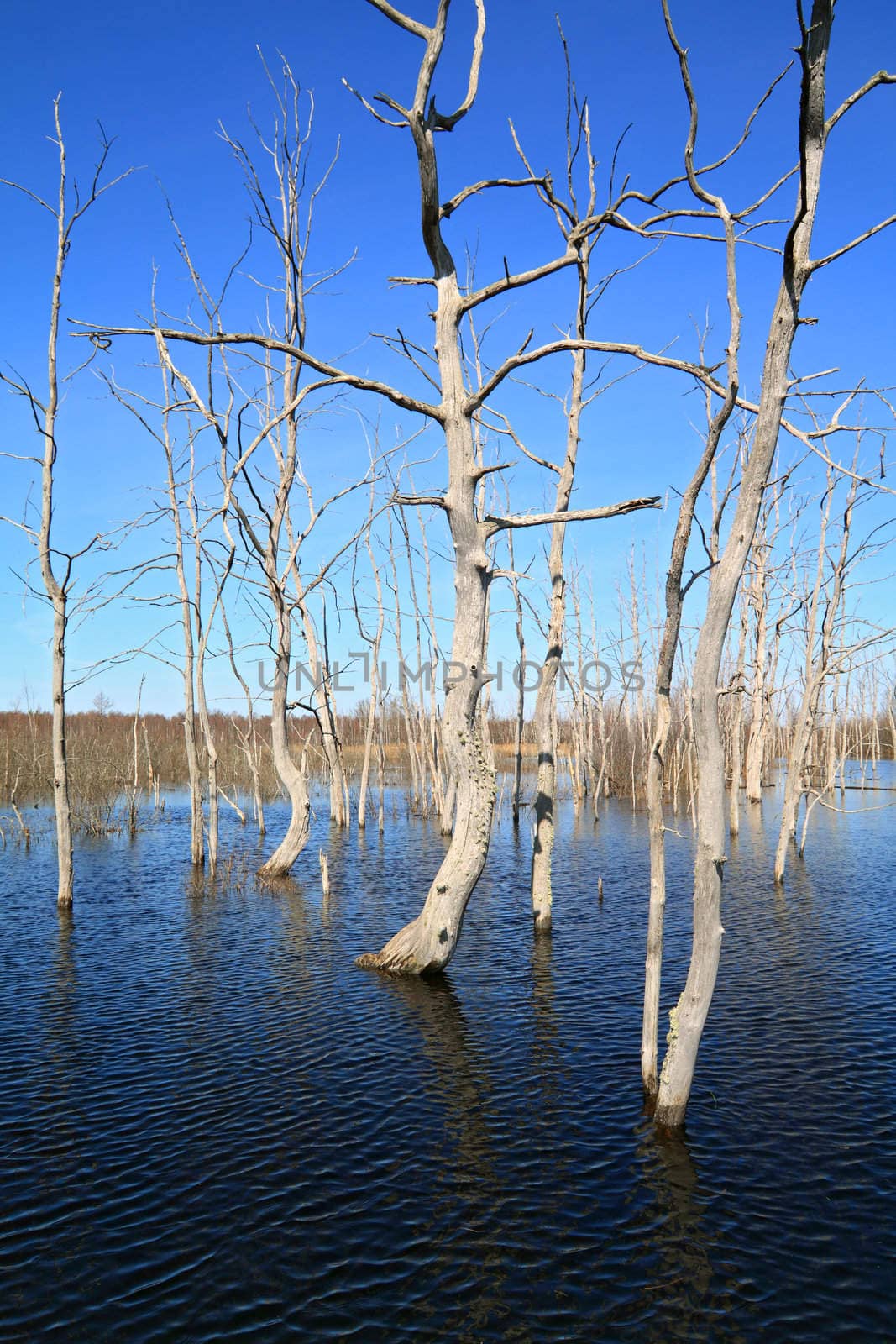 dry tree amongst spring flood