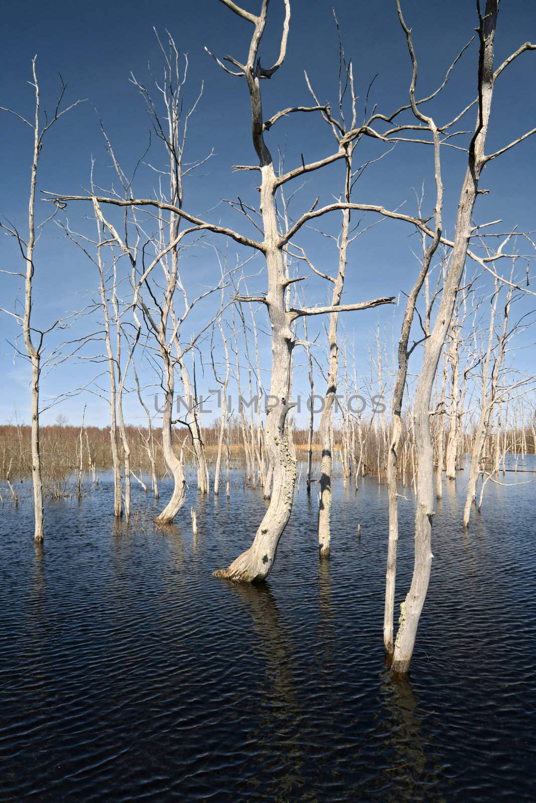 dry tree amongst spring flood