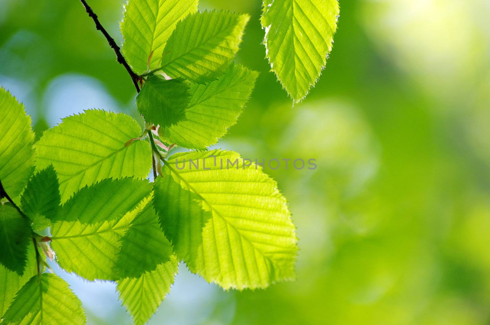 spring green leaves background in a sunny day