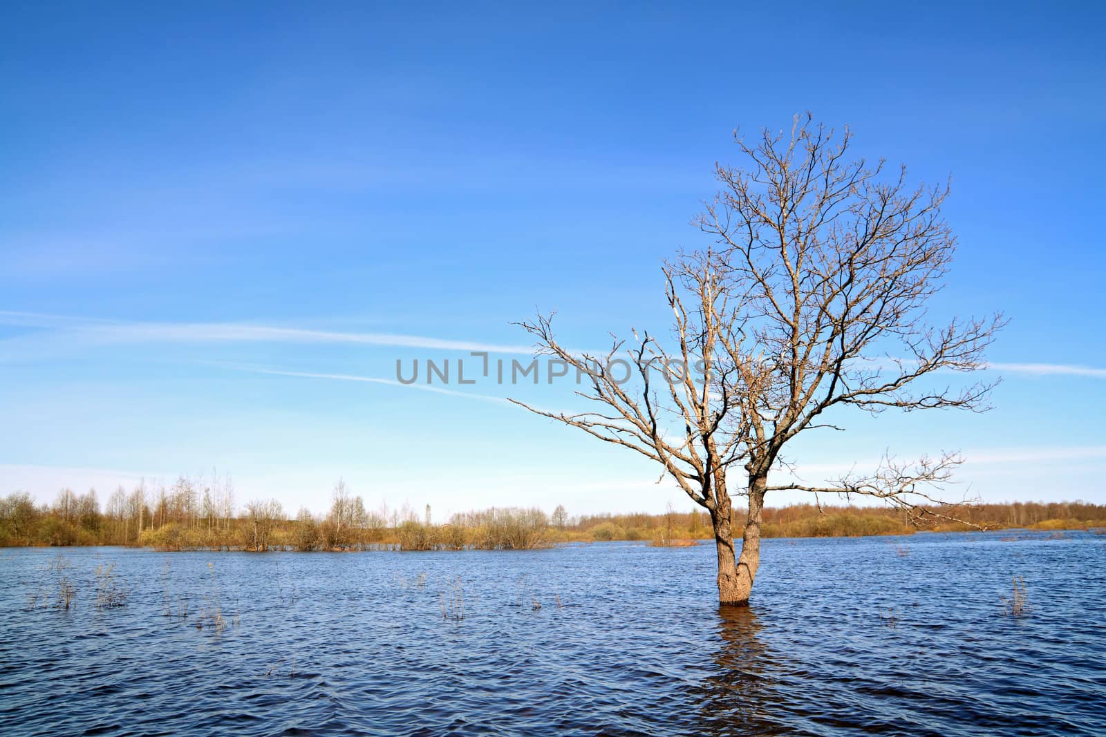 small oak amongst spring flood by basel101658