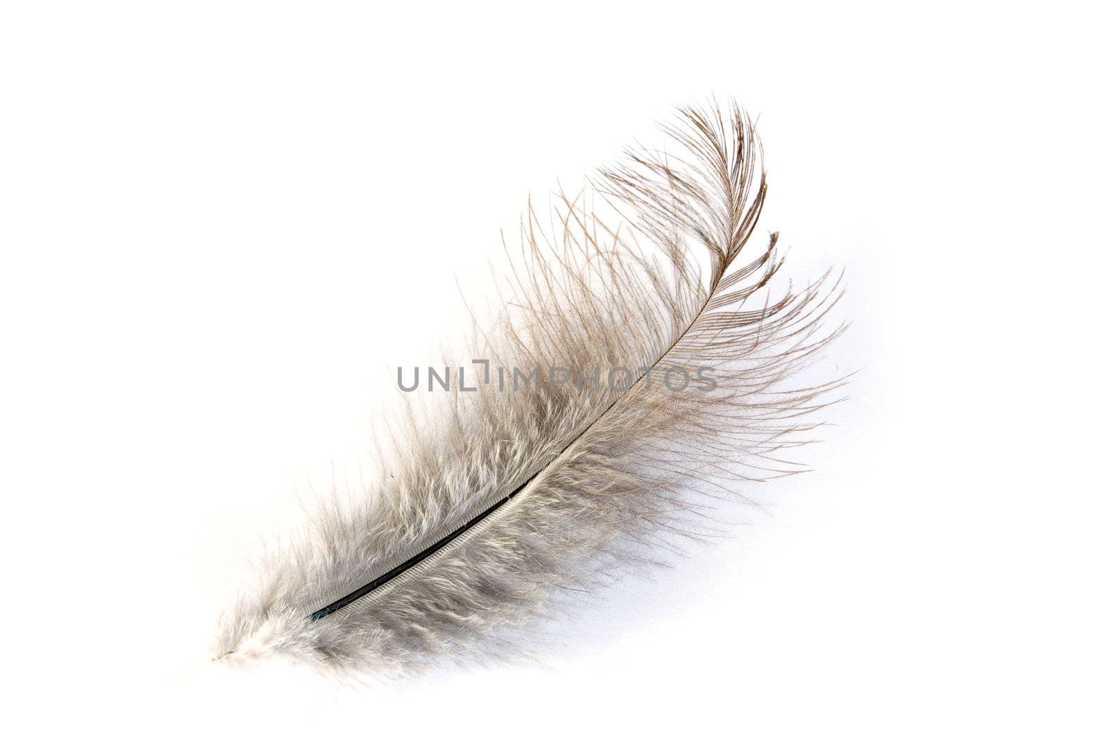  feather isolated on white background