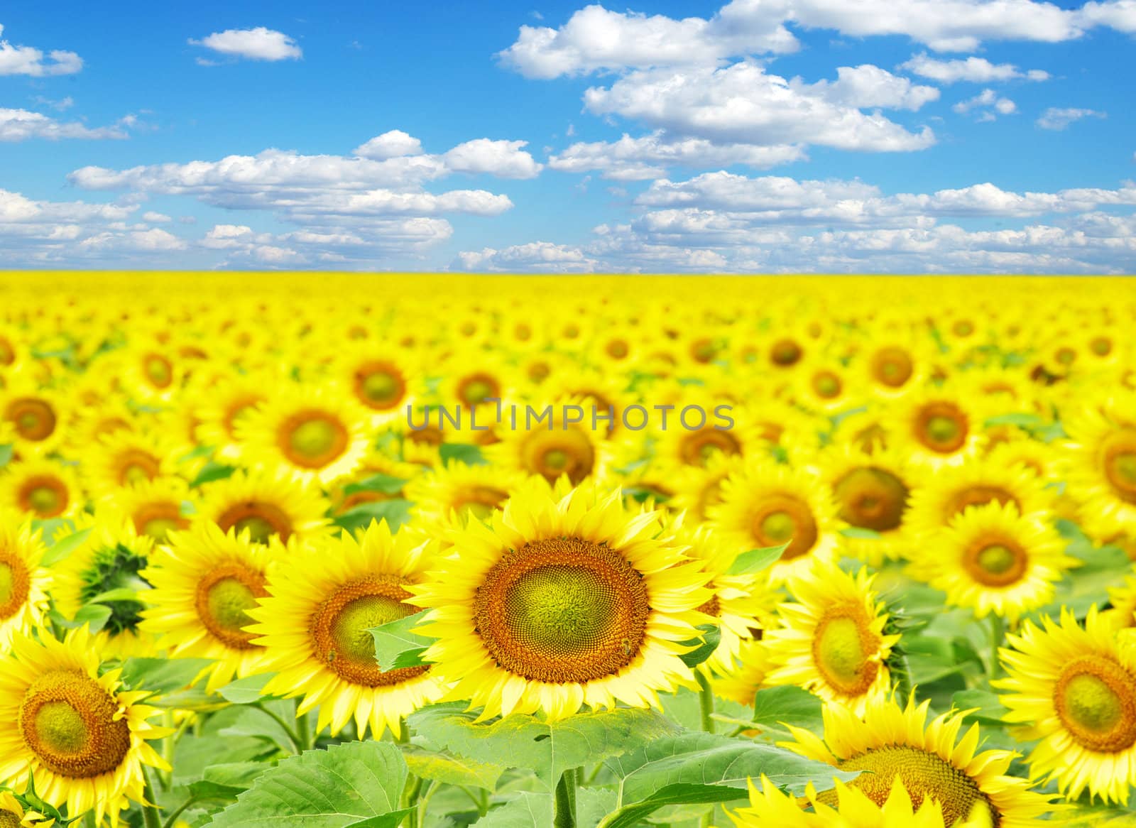 sunflower field over cloudy blue sky