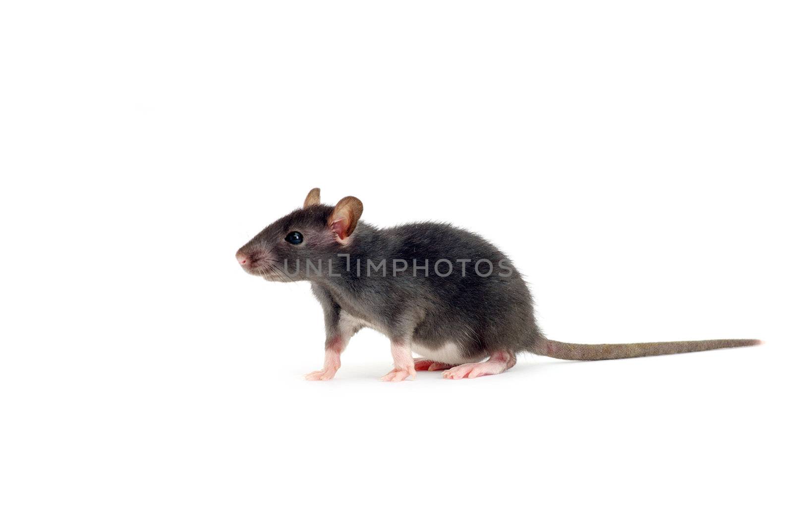 funny rat  isolated on white background