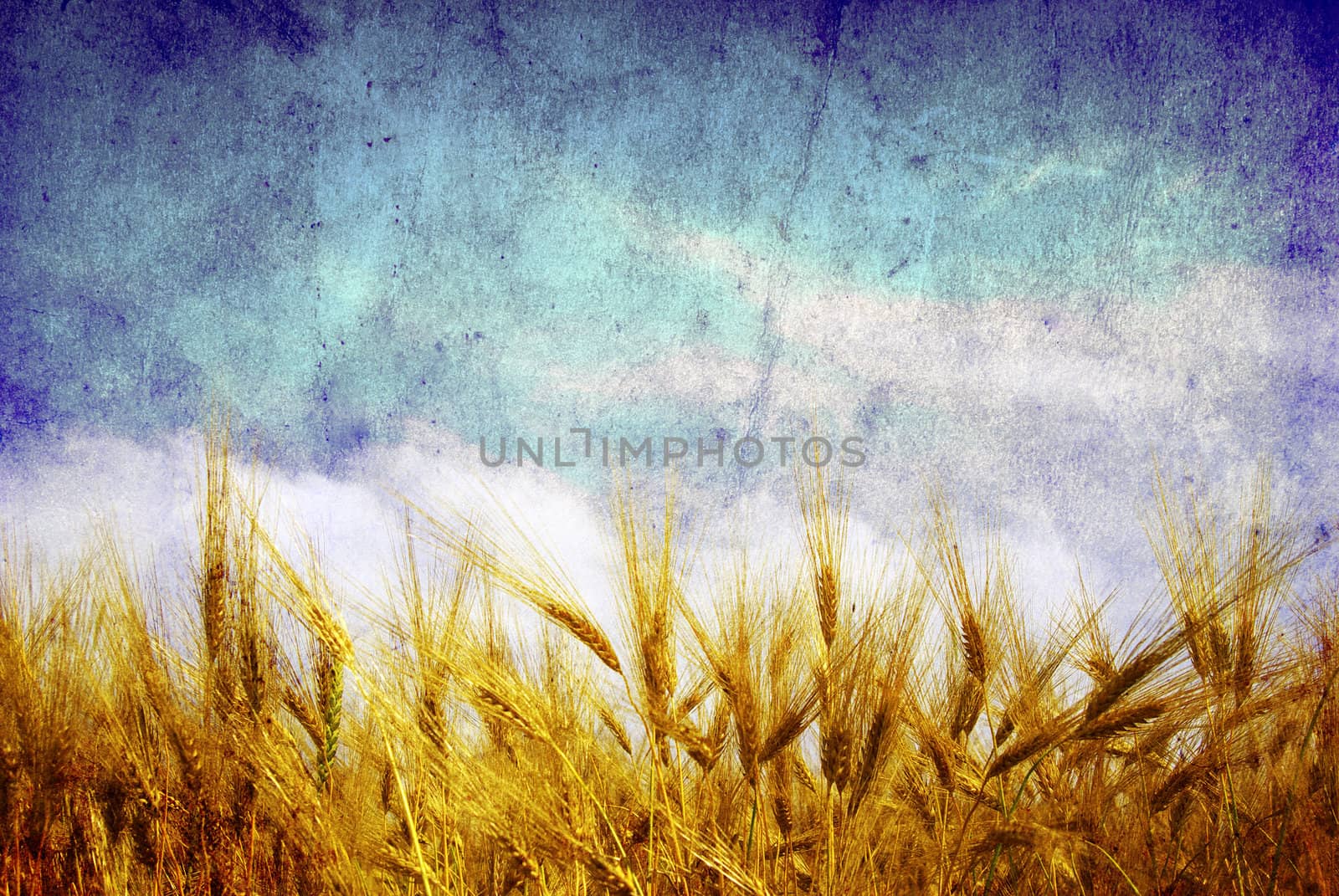 wheat ears  by Pakhnyushchyy